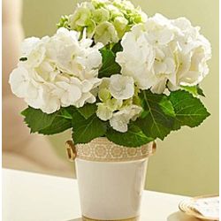 Splendid White Hydrangea Bouquet