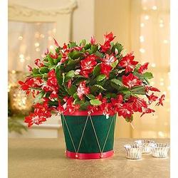 Christmas Cactus and Candle