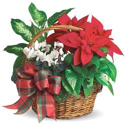 Holiday Homecoming Mini Poinsettia and Green Plants Basket