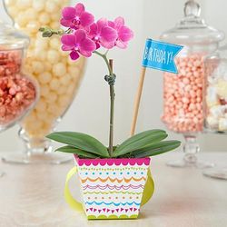 Sweetheart Birthday Orchid
