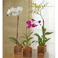 Grower's Choice Orchid Plant