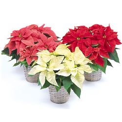 Gift Size Poinsettia in Basket