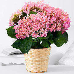 Potted Pink Hydrangea