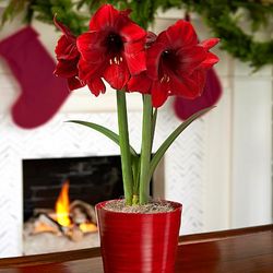 Christmas Red Amaryllis Bulb