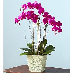 Alluring Magenta Orchid Garden