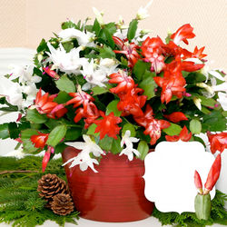 Deluxe Candy Cane Christmas Cactus