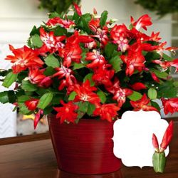 Deluxe Potted Red Christmas Cactus