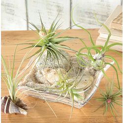 Easy-Care Glass and Resin Terrarium