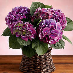 Mother's Day Hydrangea Plant