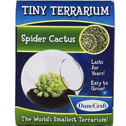Tiny Terrarium with Spider Cactus