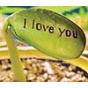 Magic 'I Love You' Bean